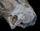 Unpolished Petrified Wood Limb - Blue Forest #6218-1